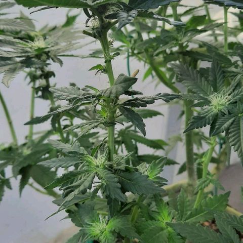 Slurricane growlog timeline photo