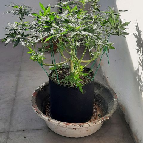 Slurricane growlog timeline photo