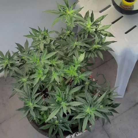 Slurricane growlog timeline photo