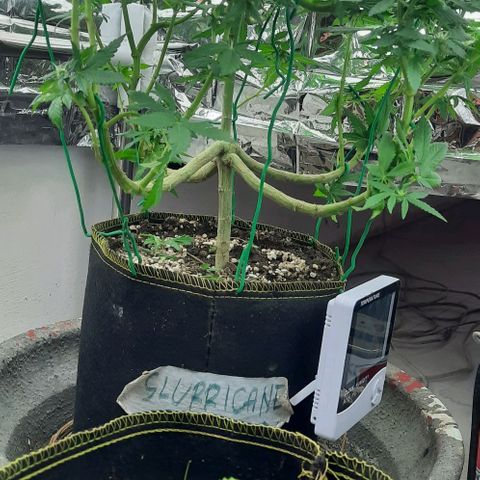 Slurricane growlog timeline photo