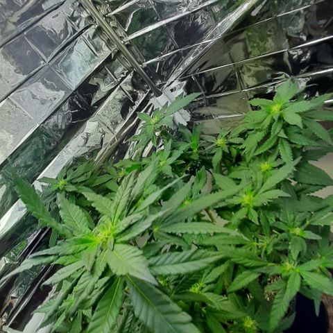 Slurricane growlog timeline photo