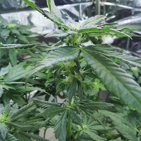 Slurricane growlog timeline photo