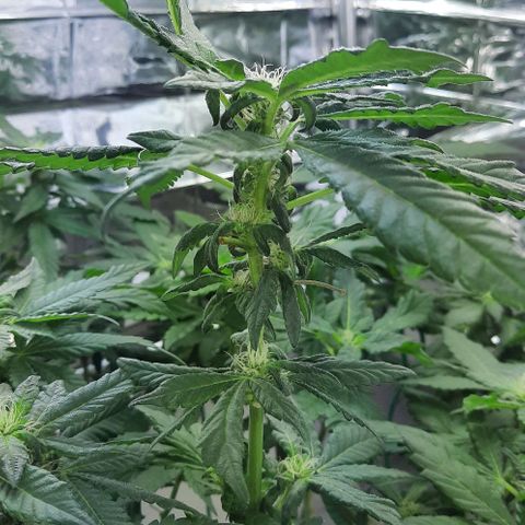 Slurricane growlog timeline photo
