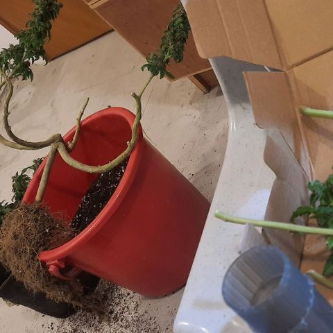 Slurricane growlog timeline photo