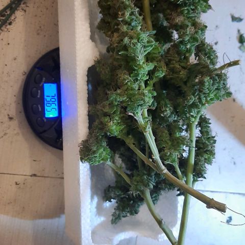 Slurricane growlog timeline photo