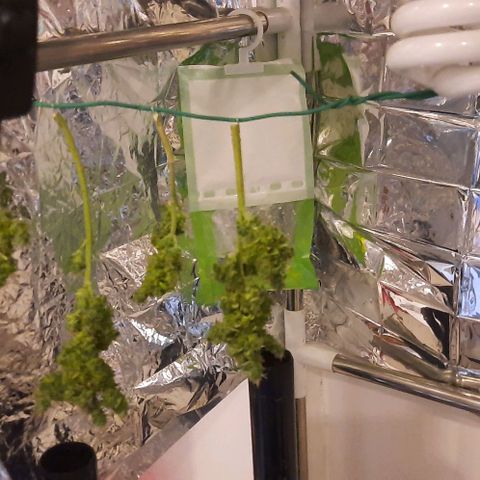 Slurricane growlog timeline photo