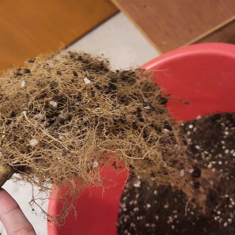 Slurricane growlog timeline photo