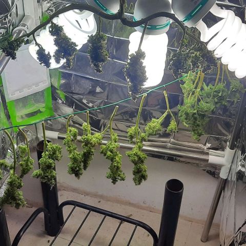 Slurricane growlog timeline photo