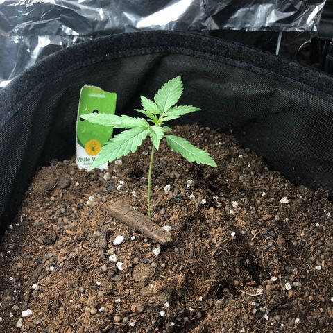 White  growlog timeline photo