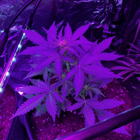 White  growlog timeline photo