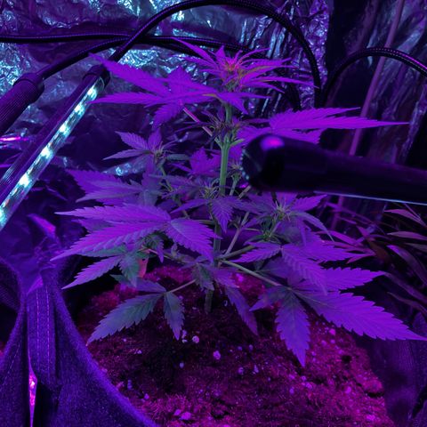 White  growlog timeline photo