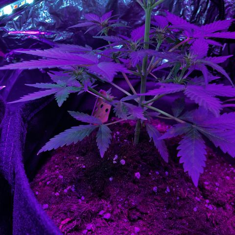 White  growlog timeline photo