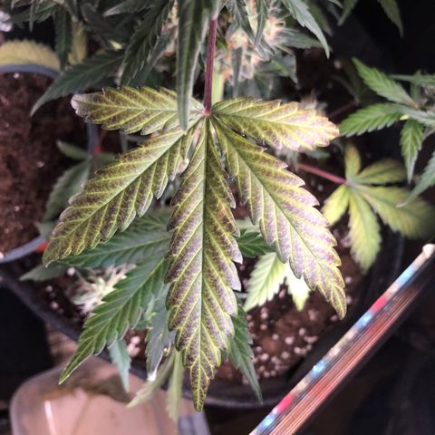 White  growlog timeline photo