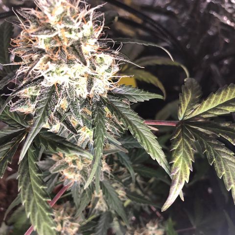 White  growlog timeline photo