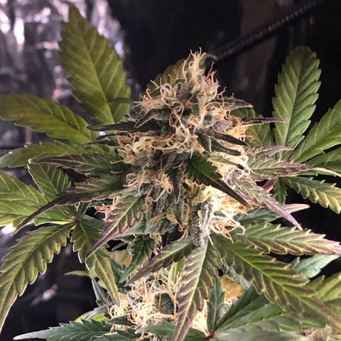White  growlog timeline photo