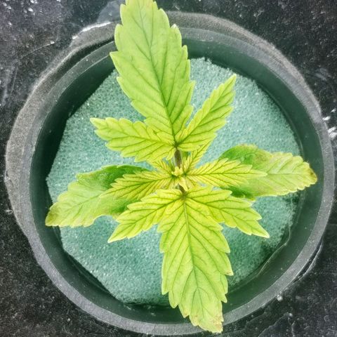YC #1 growlog timeline photo