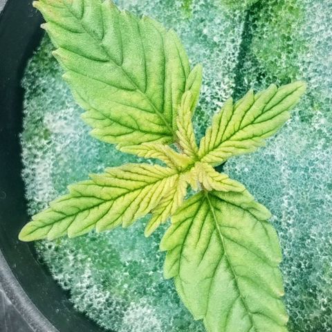 YC #2 growlog timeline photo