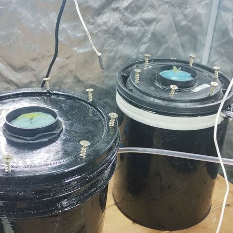 YC #2 growlog timeline photo