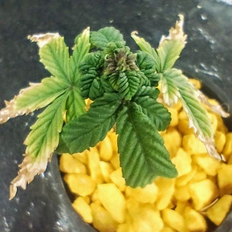 YC #1 growlog photo: Está rara