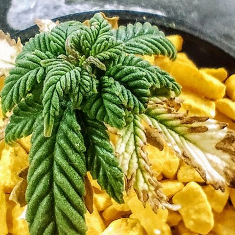 YC #2 growlog timeline photo