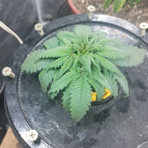YC #1 growlog photo: Fueron recuperando, pero lento. Lamentablemente me quedé sin medidor de ph y ec. En busca de arreglar eso