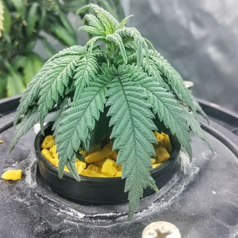 YC #2 growlog photo: Recuperación lenta sin medidor de ph y ec. 