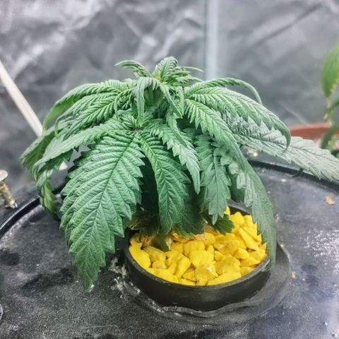 YC #1 growlog photo: Fueron recuperando, pero lento. Lamentablemente me quedé sin medidor de ph y ec. En busca de arreglar eso