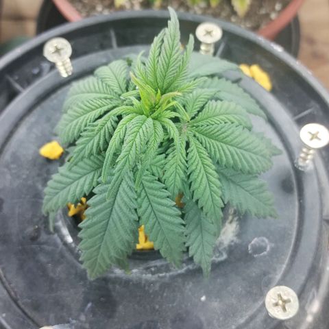 YC #2 growlog timeline photo