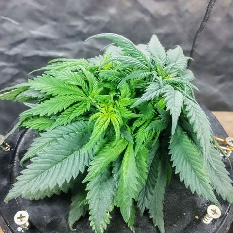 YC #2 growlog photo: LST 