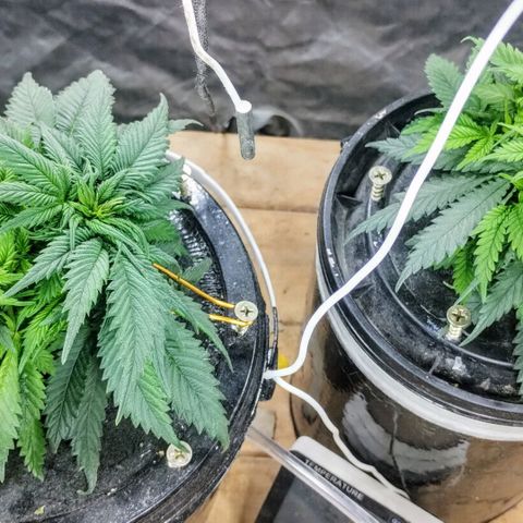 YC #2 growlog photo: LST 
