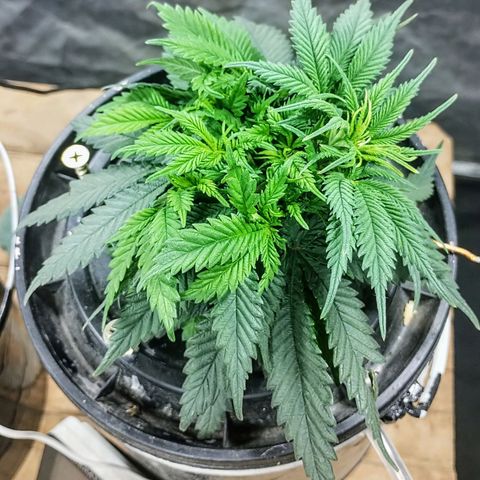 YC #2 growlog photo: LST 