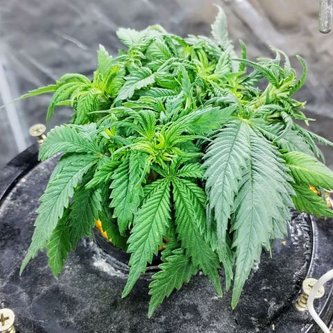YC #1 growlog timeline photo