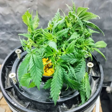 YC #2 growlog timeline photo