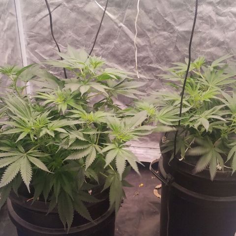 YC #2 growlog timeline photo