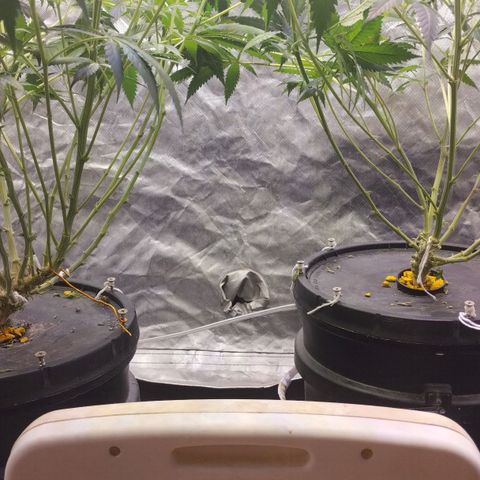 YC #2 growlog timeline photo