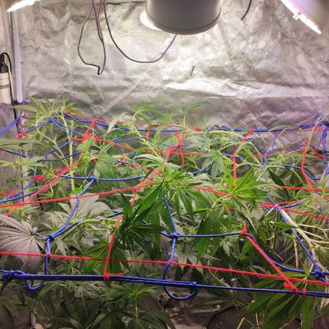 YC #2 growlog timeline photo