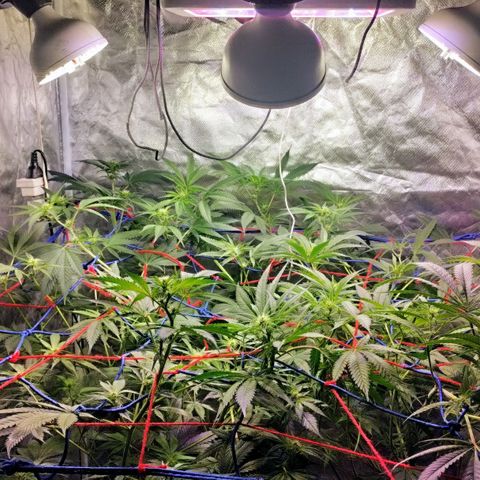 YC #2 growlog timeline photo