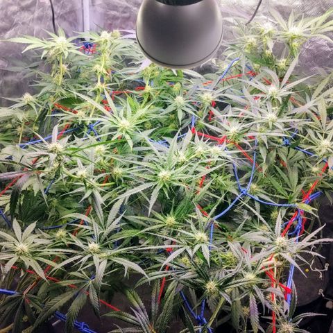 YC #2 growlog timeline photo