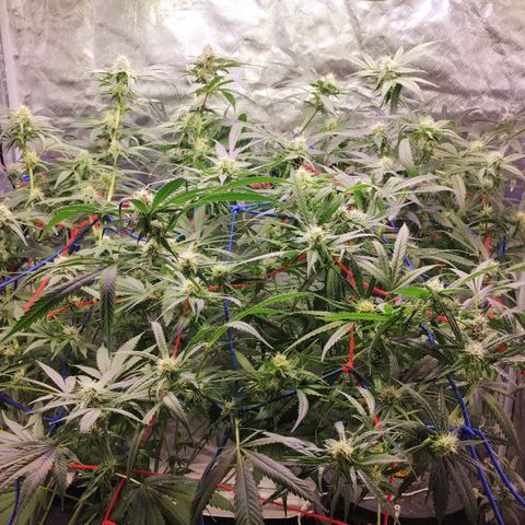 YC #2 growlog photo: Vista de cerca y esquejes 