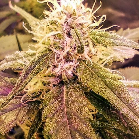 YC #2 growlog photo: Vista de cerca y esquejes 