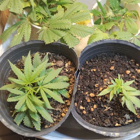 YC #2 growlog photo: Vista de cerca y esquejes 