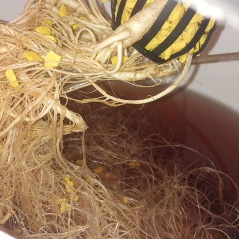 YC #2 growlog timeline photo