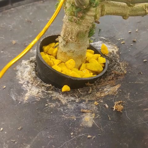 YC #2 growlog timeline photo