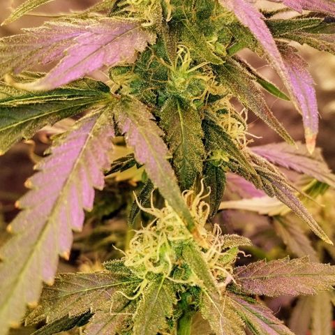 YC #2 growlog timeline photo