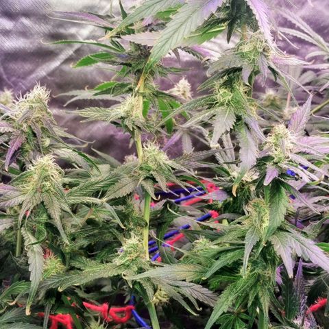 YC #2 growlog timeline photo