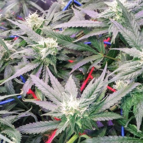 YC #2 growlog timeline photo