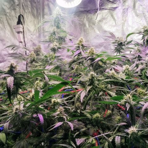 YC #2 growlog timeline photo