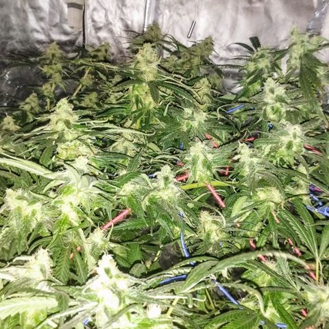 YC #2 growlog timeline photo