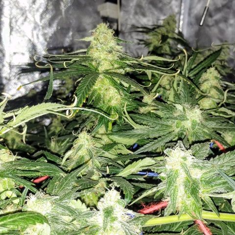 YC #2 growlog timeline photo