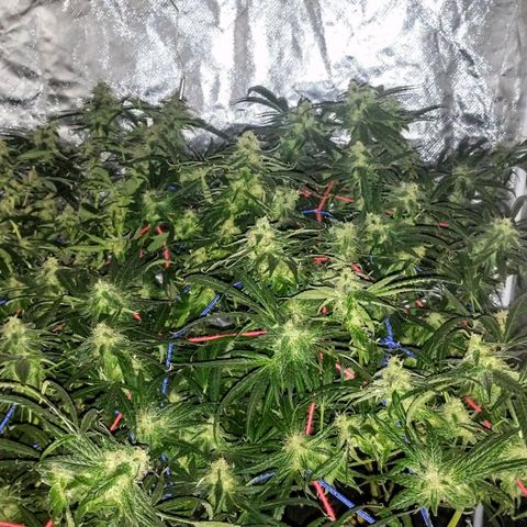YC #2 growlog timeline photo